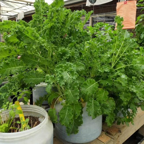 Oasis-ecosystem-Urbanponics-20