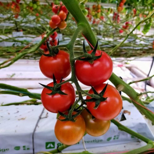 Oasis-ecosystem-Urbanponics-24