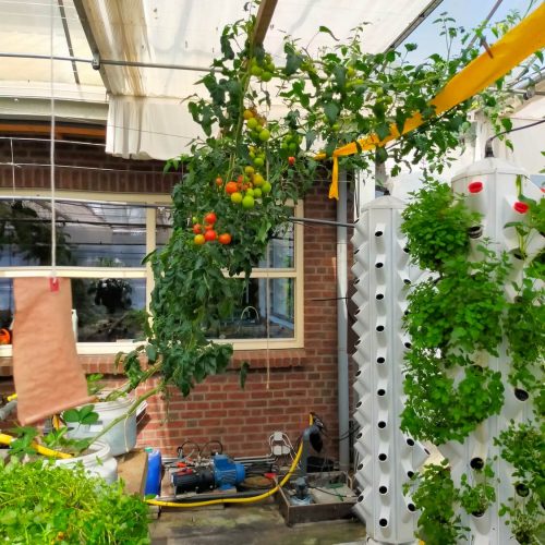 Oasis-ecosystem-Urbanponics-36