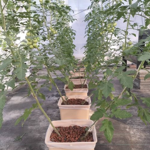 Oasis-ecosystem-Urbanponics-40