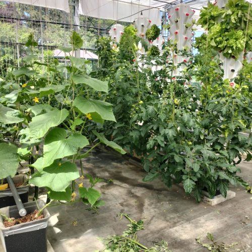 Oasis-ecosystem-Urbanponics-42