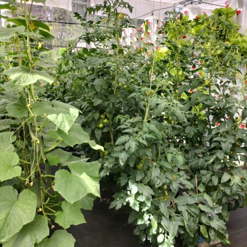 Oasis-ecosystem-Urbanponics-44