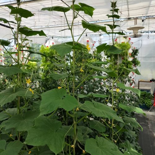 Oasis-ecosystem-Urbanponics-45